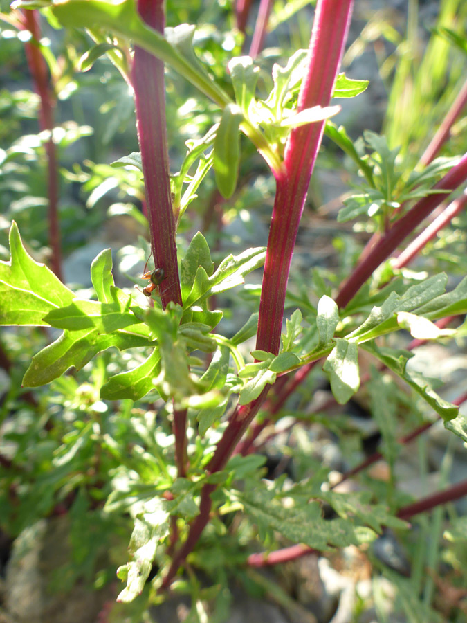 Purple stems
