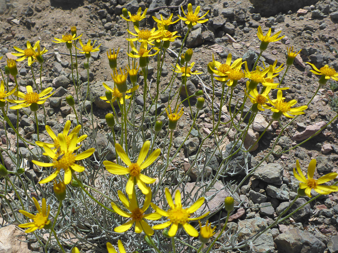 Flowering stems