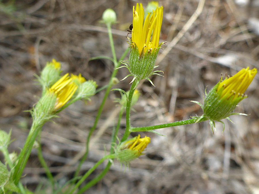 Phyllaries and bractlets