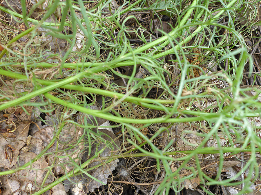 Tangled leaves and stems