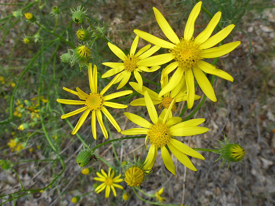 Buds and flowerheads