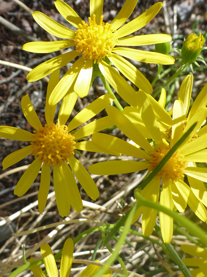 Three flowerheads