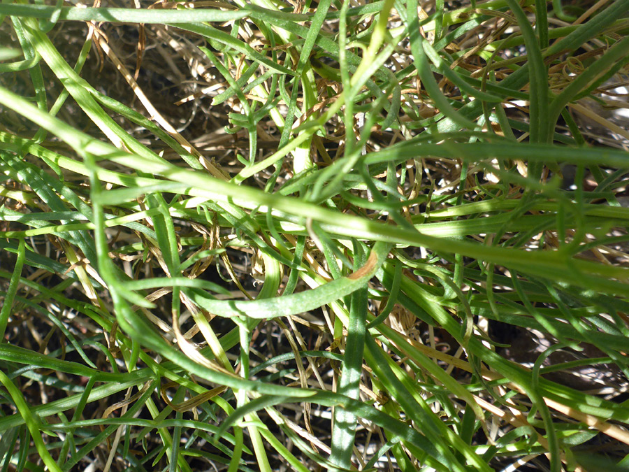 Stems and leaves