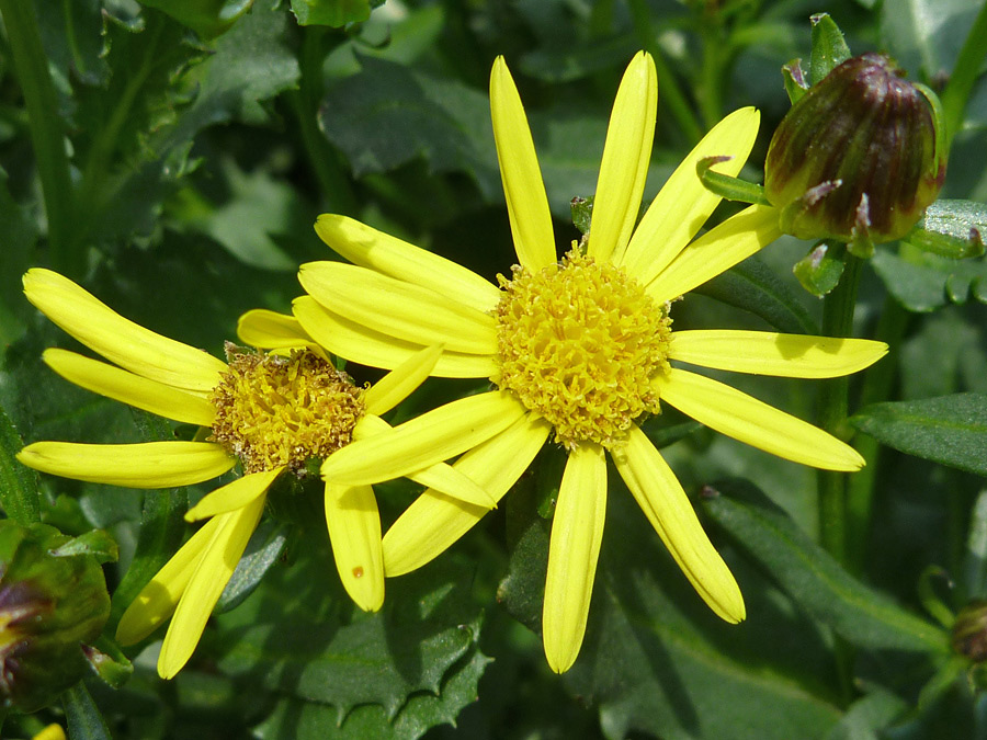 Mature flowers