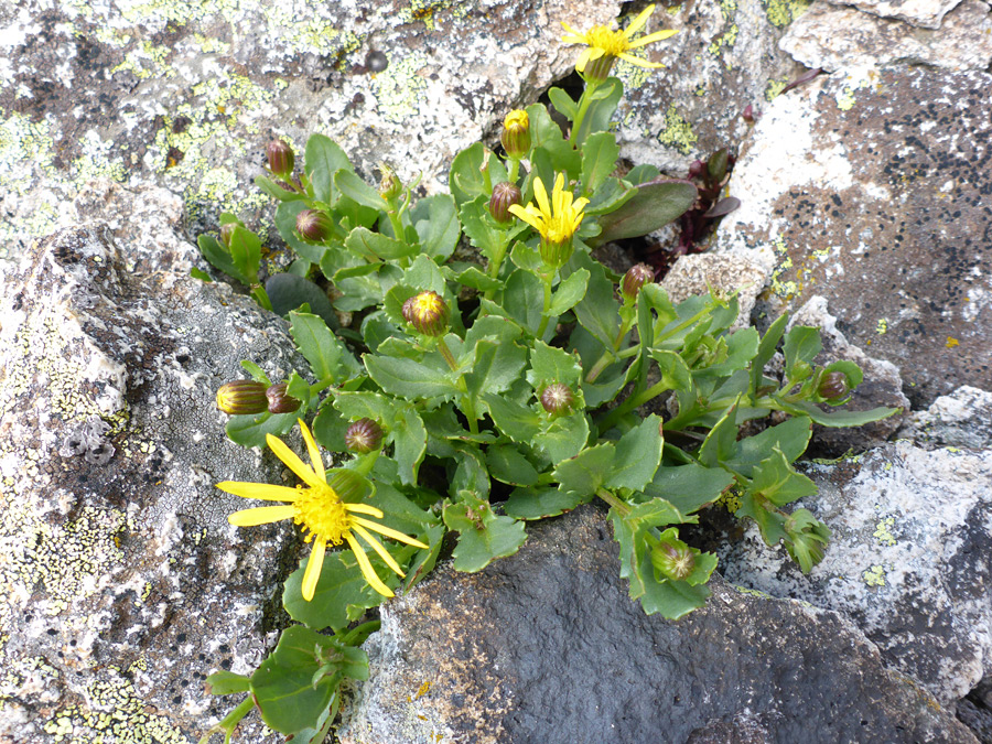 Plant amongst boulders