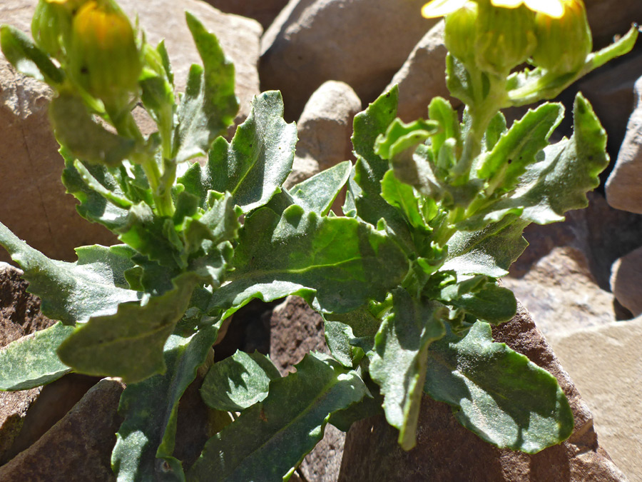 Leaves and stems