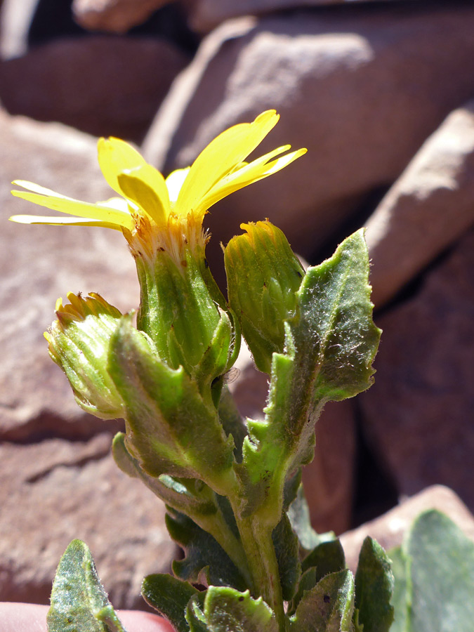 Phyllaries