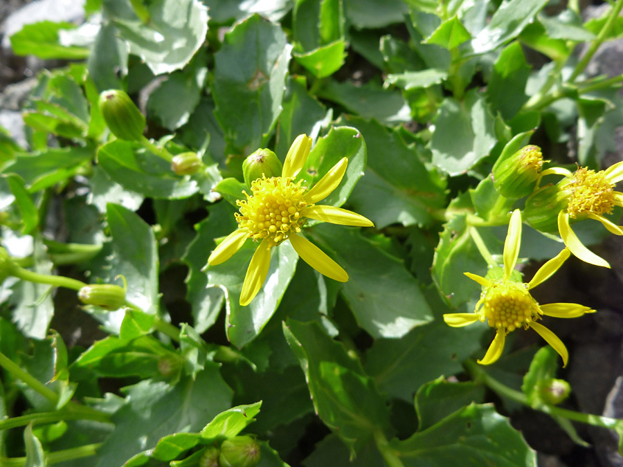 Flowers and leaves