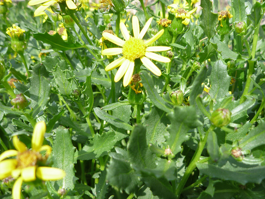 Dentate leaves