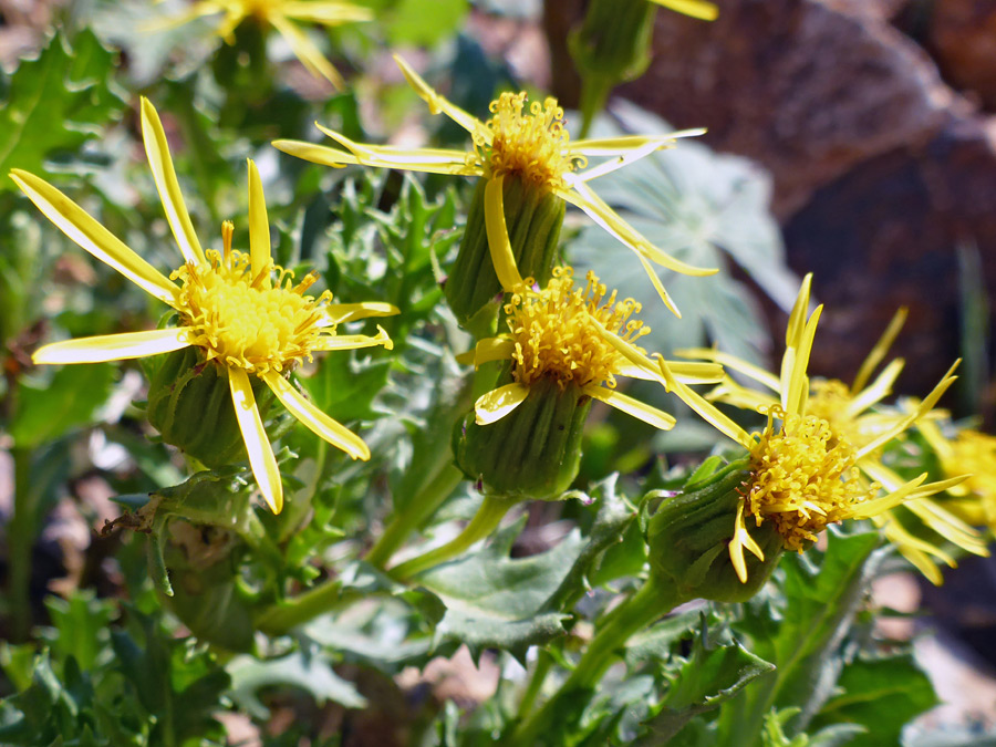 Group of flowerheads