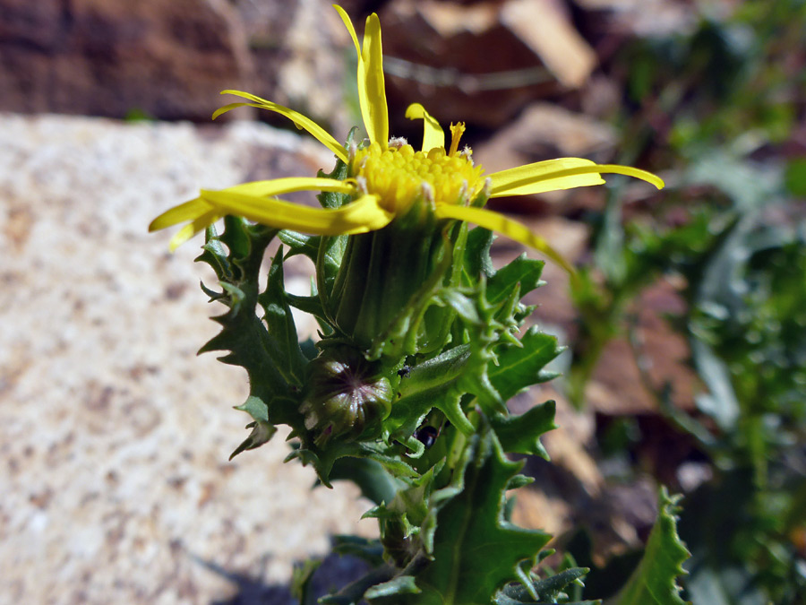 Upper stem leaves