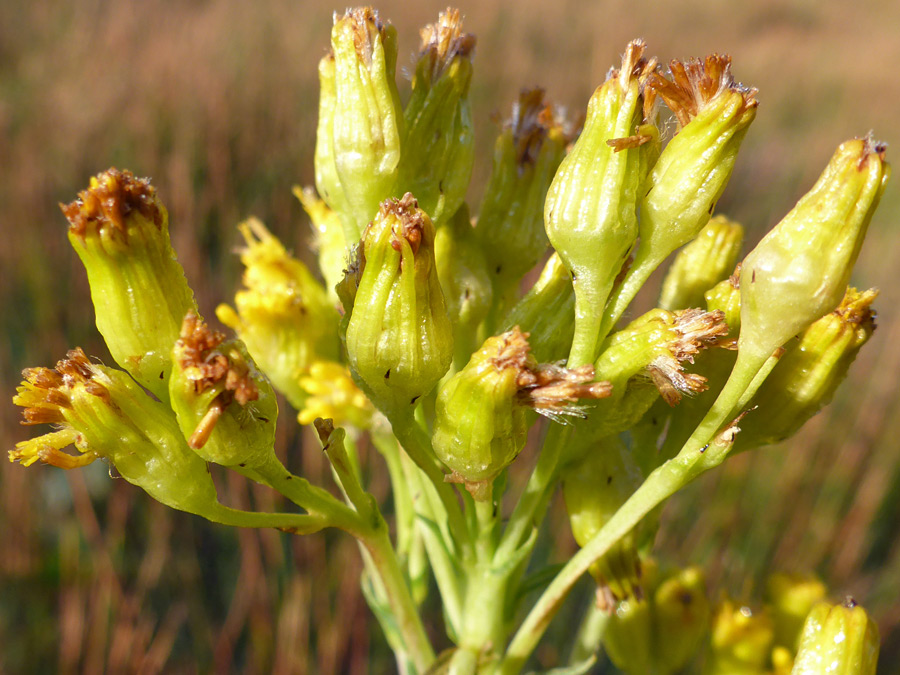 Yellow phyllaries