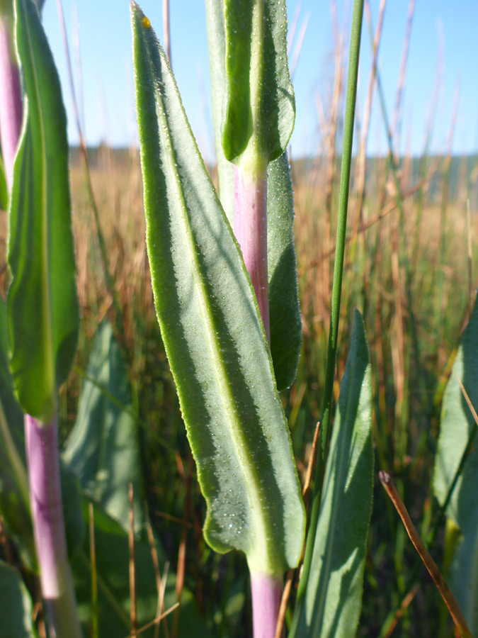 Veined leaf