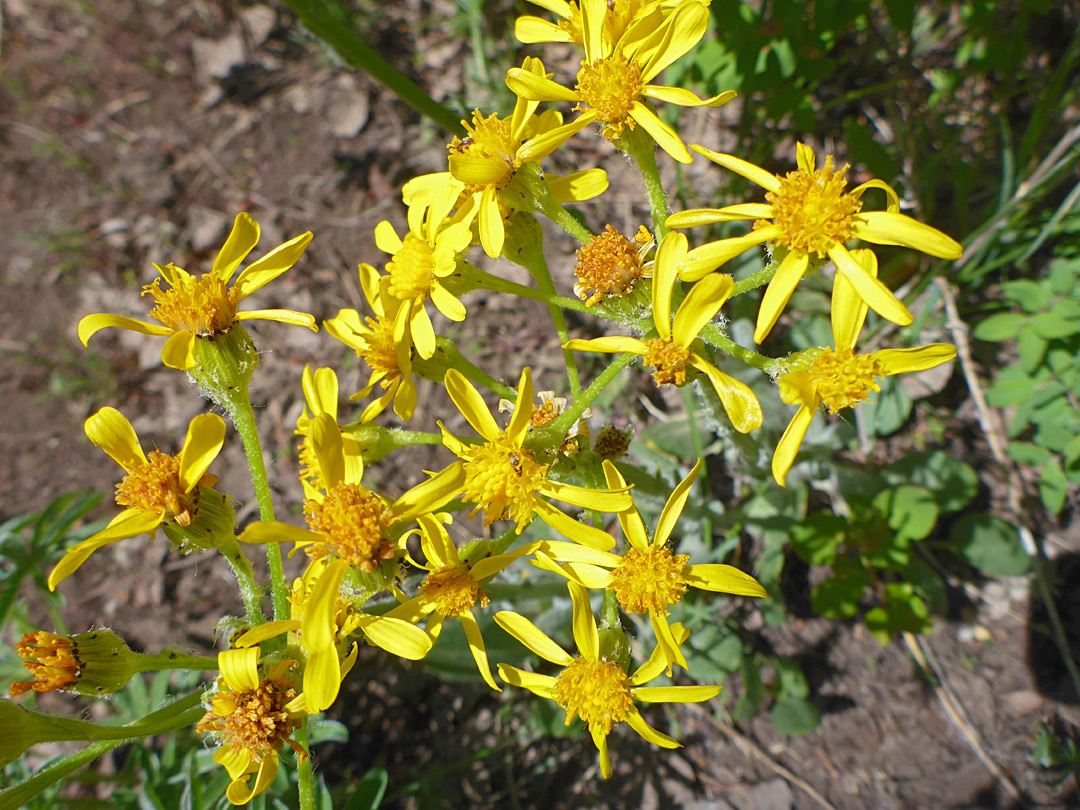 Yellow flowerheads