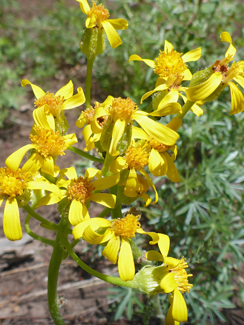 Inflorescence