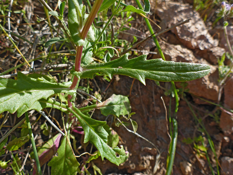 Stem and leaves