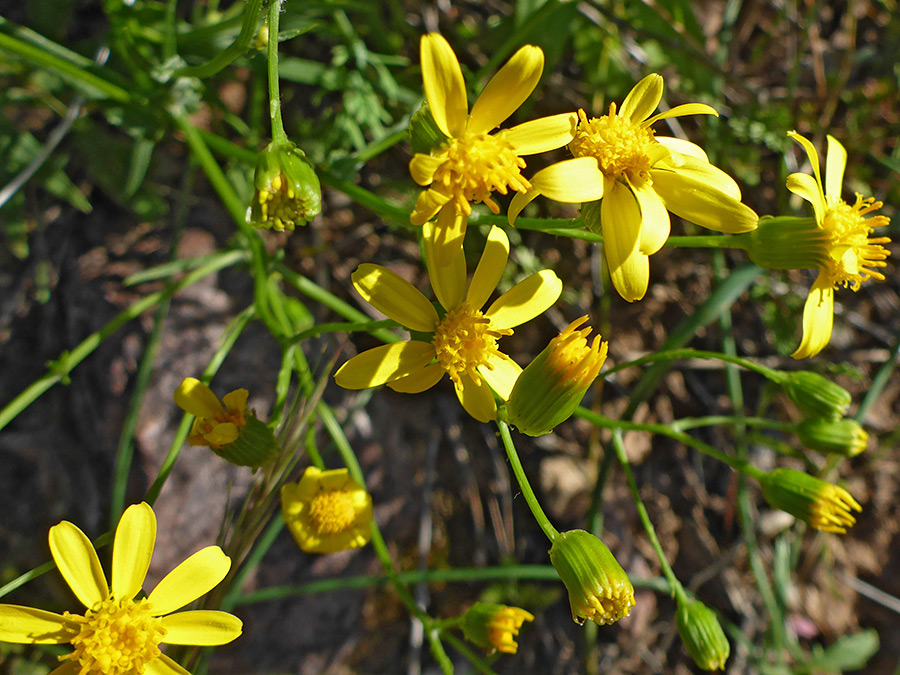 Group of flowerheads