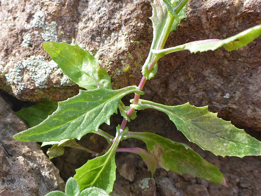 Stem leaves