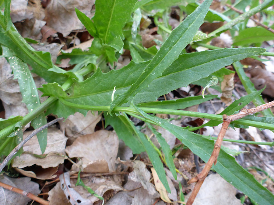 Toothed leaves