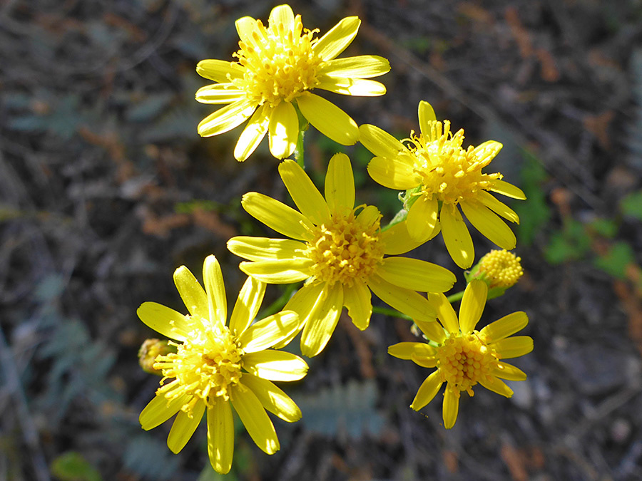 Six flowerheads