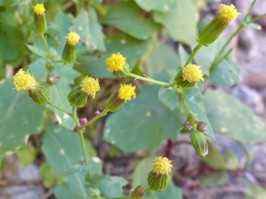 Yellow flowerheads