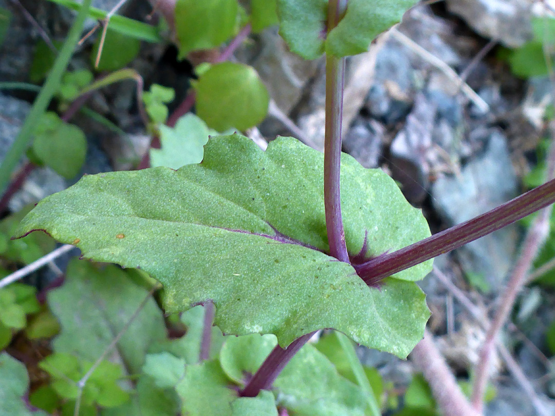 Cordate-clasping leaf