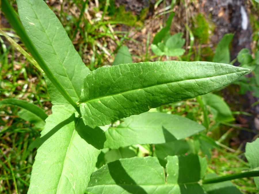 Stem leaves