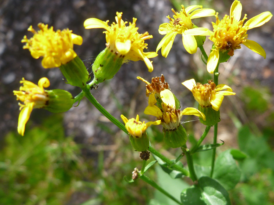 Yellow flowerheads