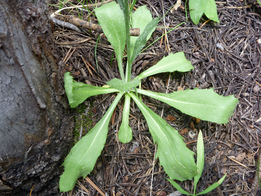 Toothed, spatulate leaves