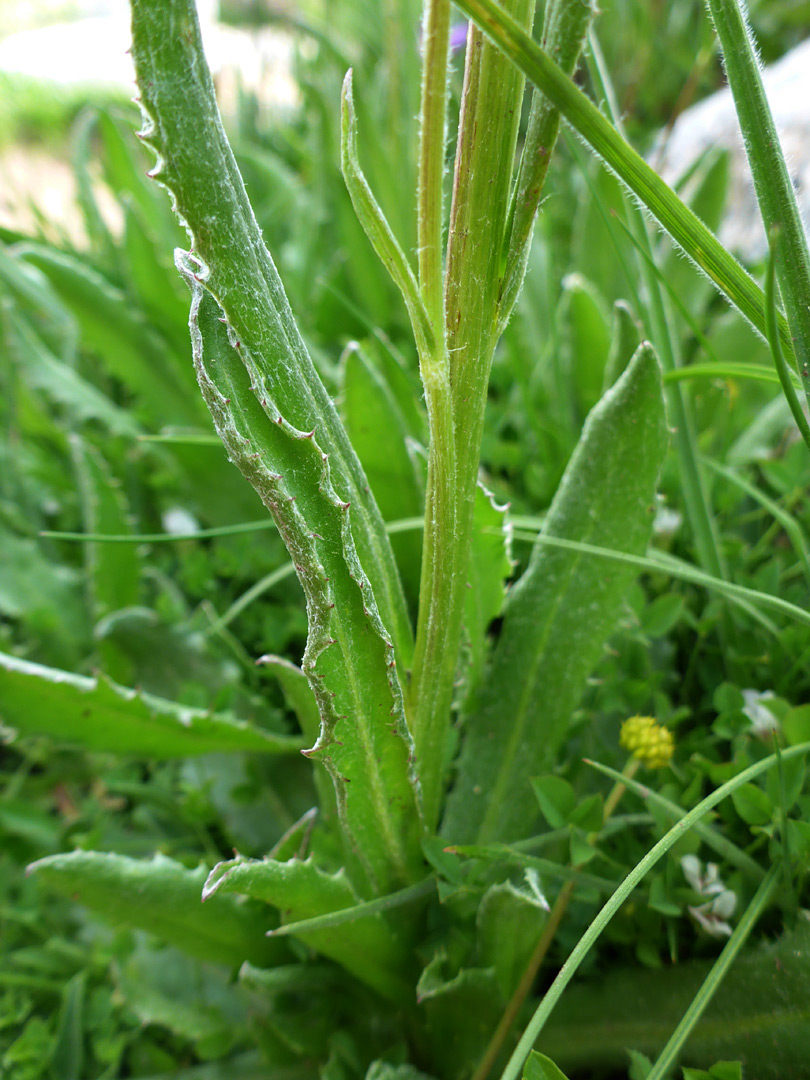 Toothed leaves