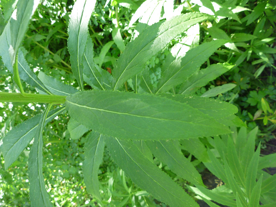 Stem and leaves