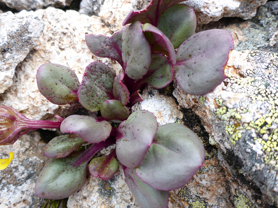 Purple-edged leaves