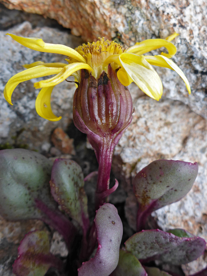 Purple phyllaries