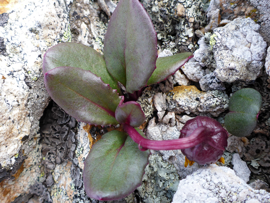 Purple stem
