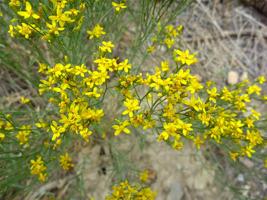 Small flowers