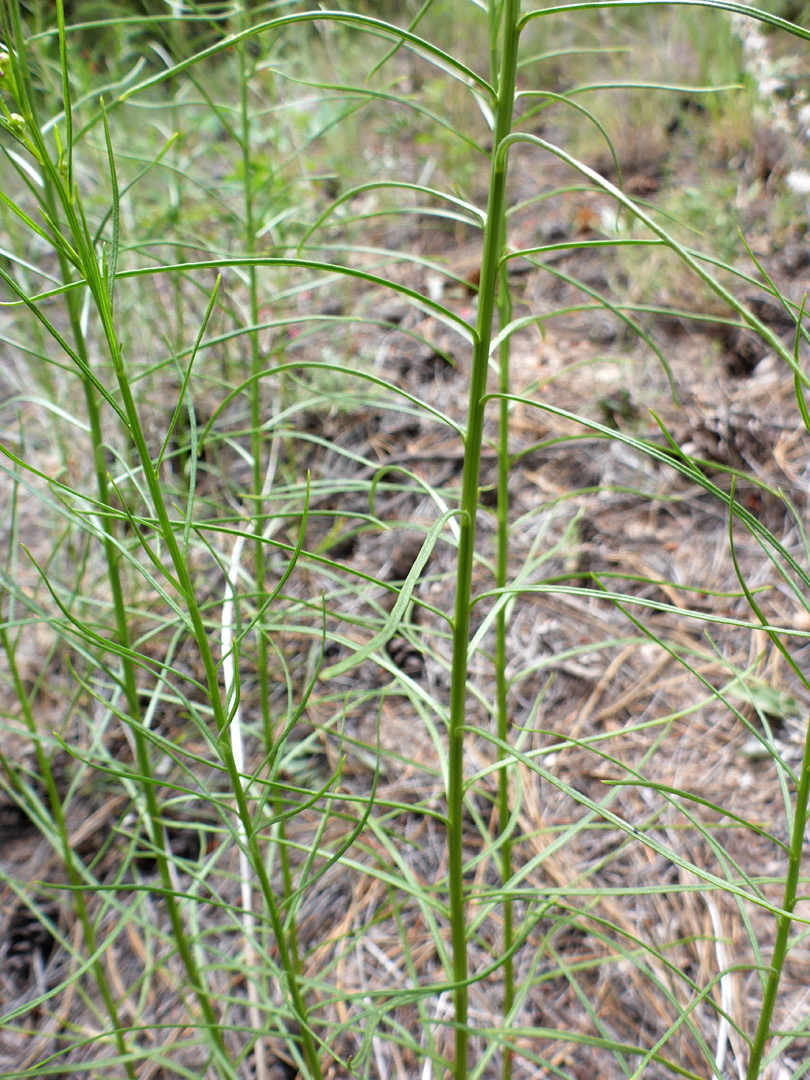 Narrow, linear leaves