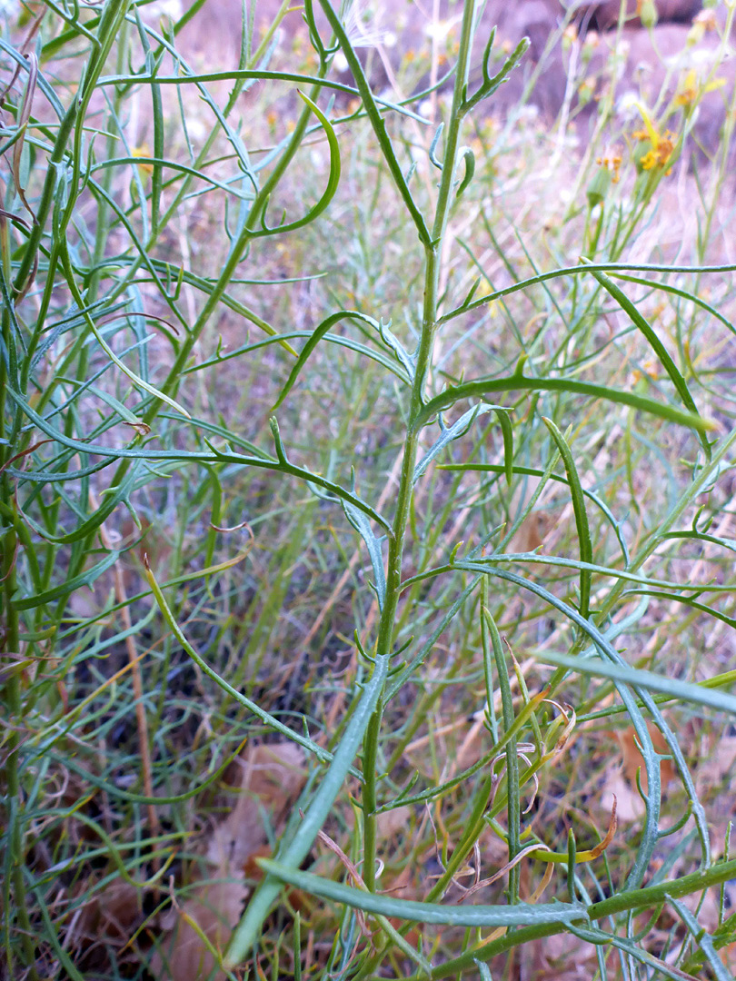 Slender, lobed leaves