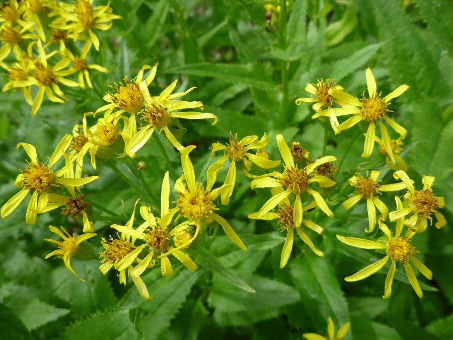 Flowerheads