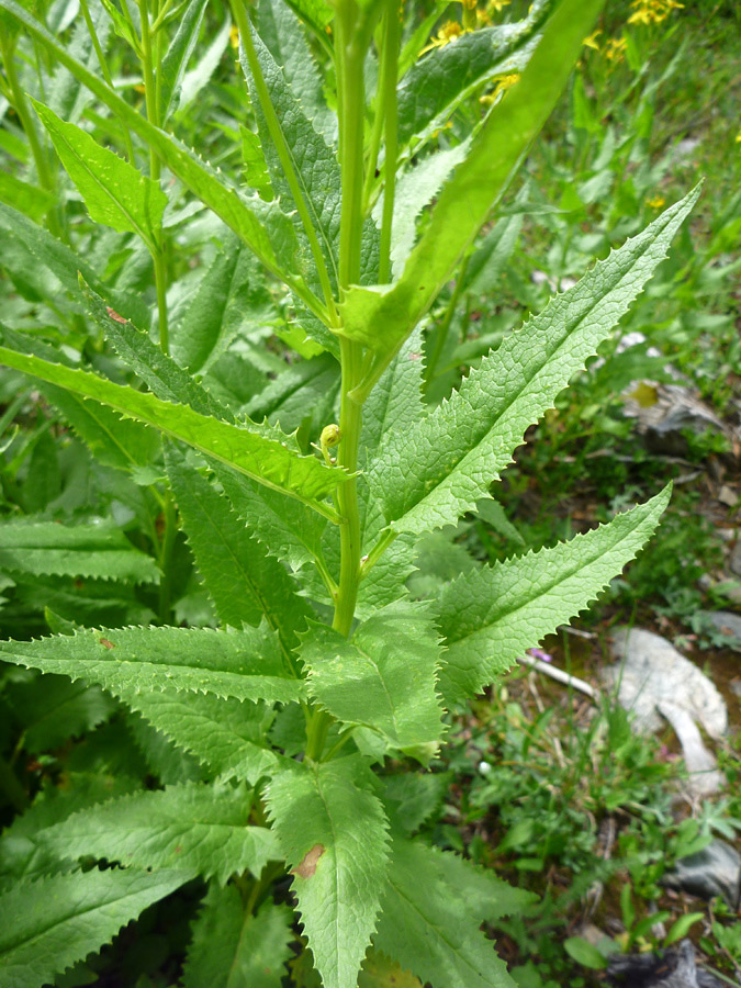 Grooved stems