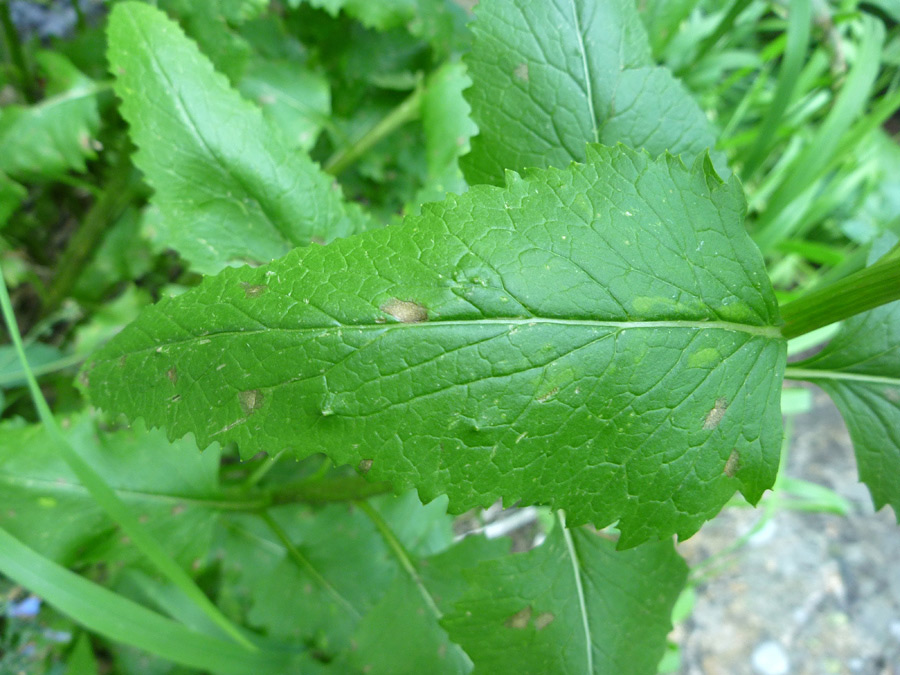 Triangular leaf