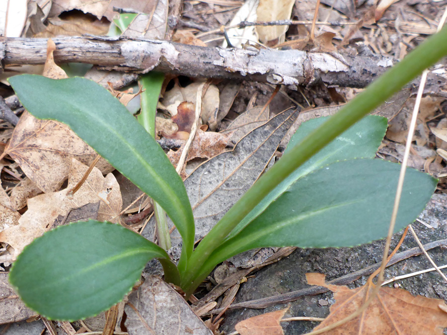 Basal leaves