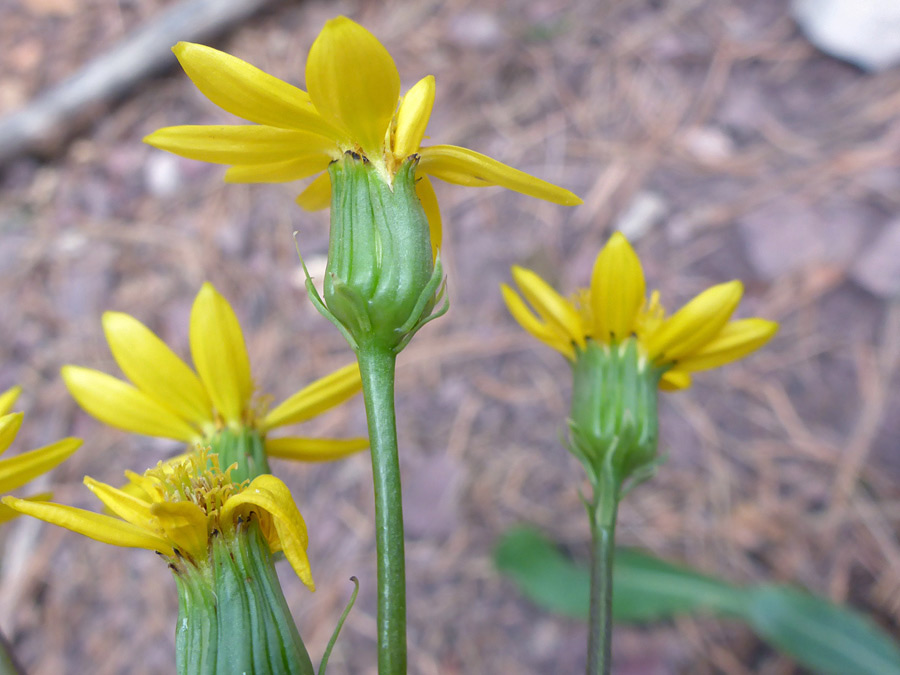 Dark-tipped phyllaries