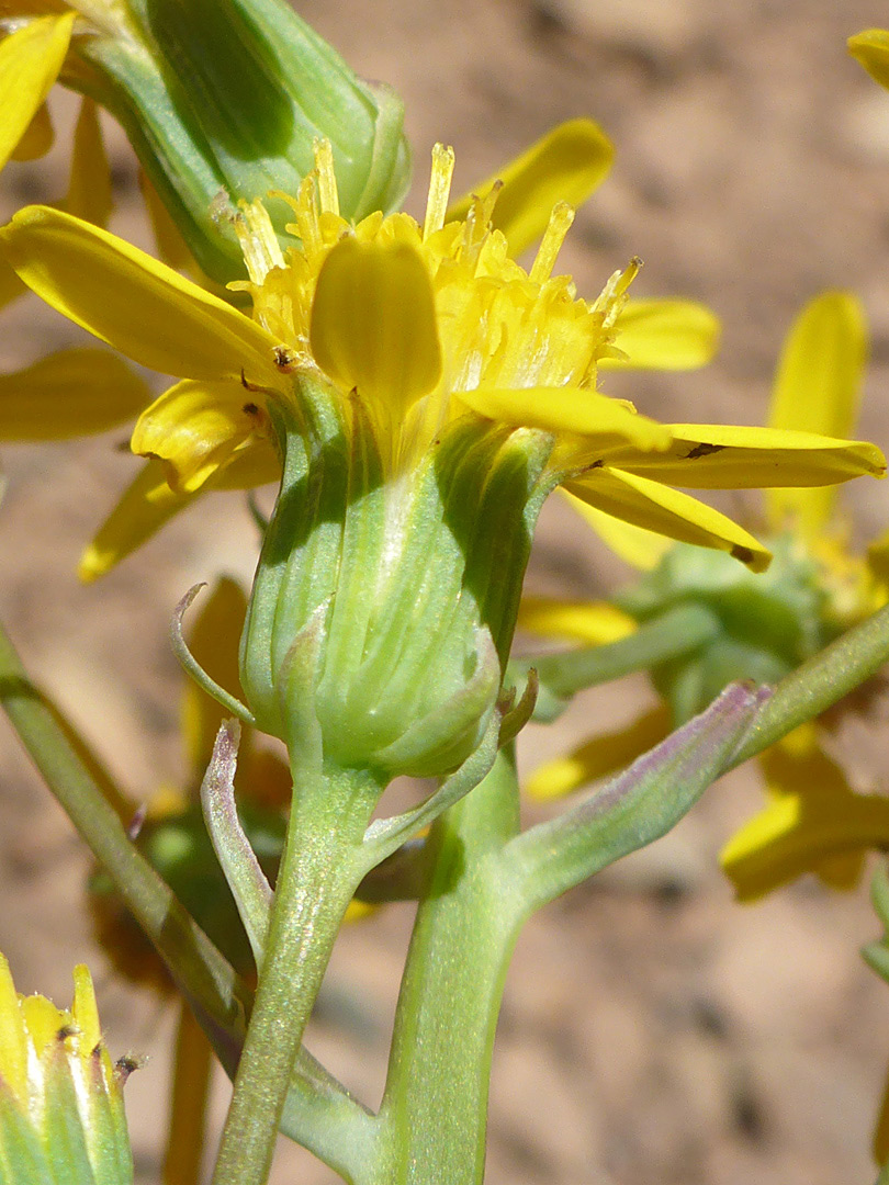 Hairless flowerhead