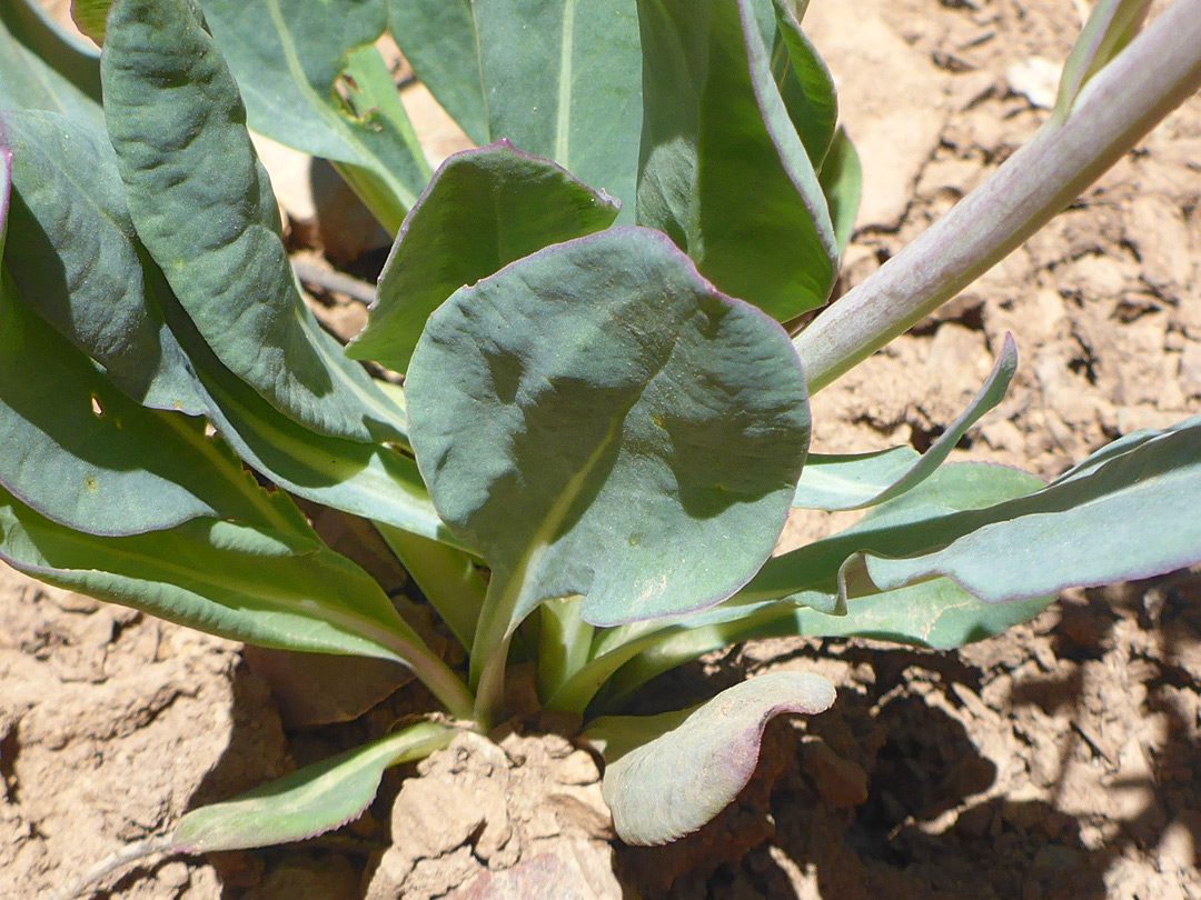 Glaucous leaves