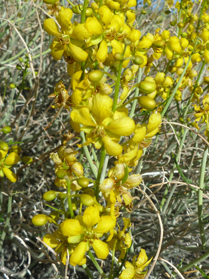 Yellow flowers