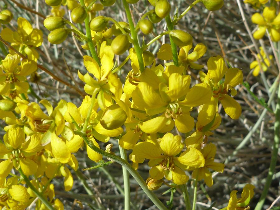 Five-petaled flowers