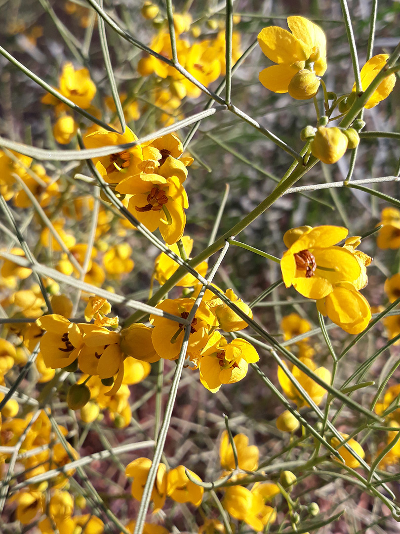 Yellow flowers