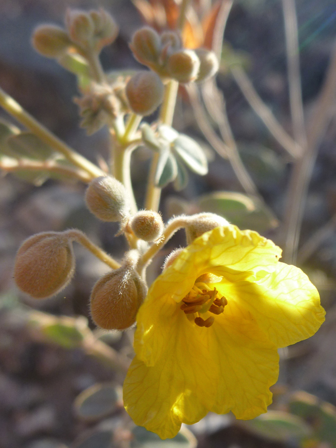 Flower and buds