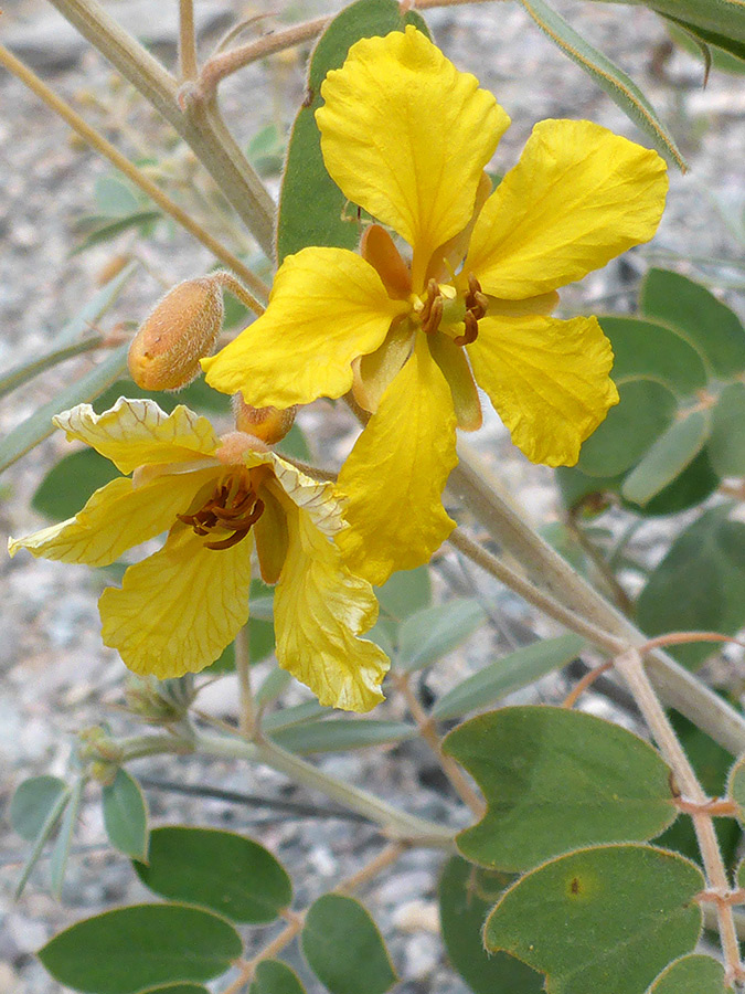 Mature flowers