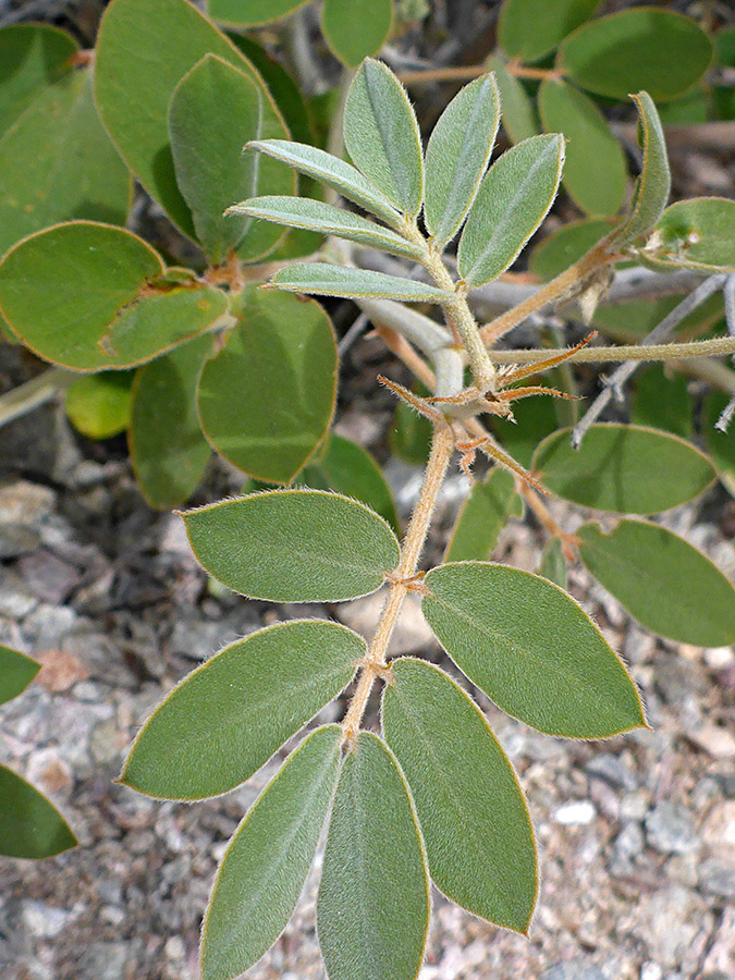 Hairy leaves